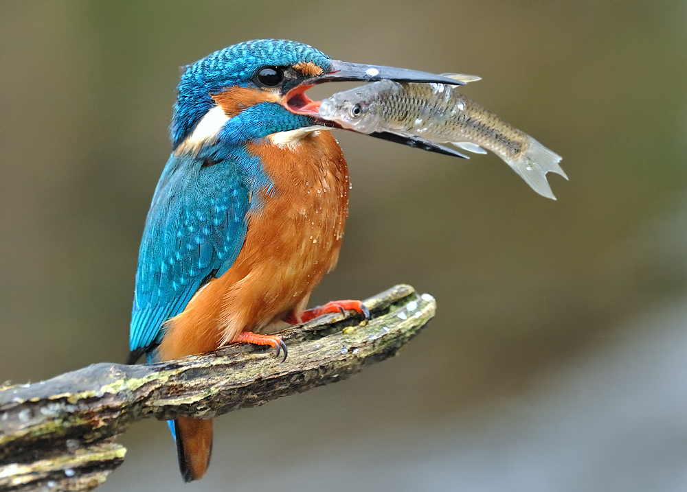 Eisvogel mit Beute