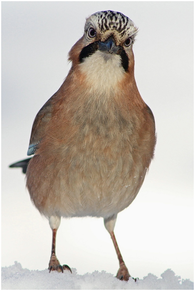 Eichelhäher (Garralus glandarius)