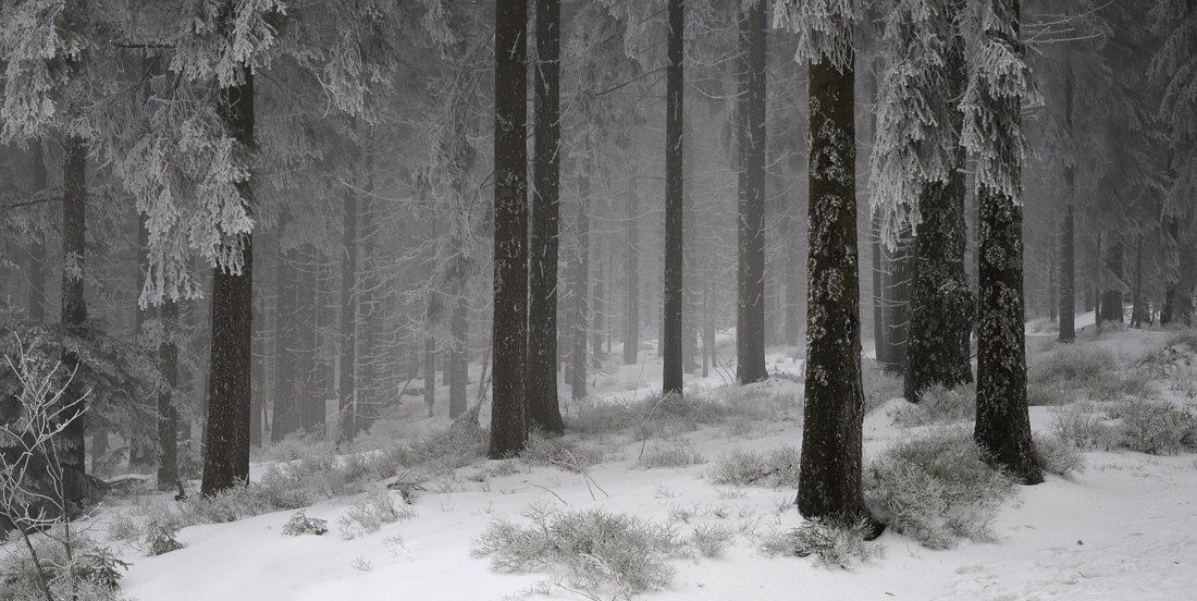 Winterwald