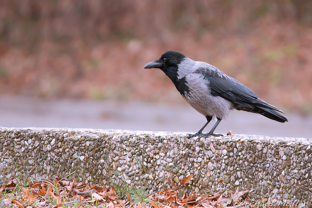 Nebelkrähe (Corvus cornix)