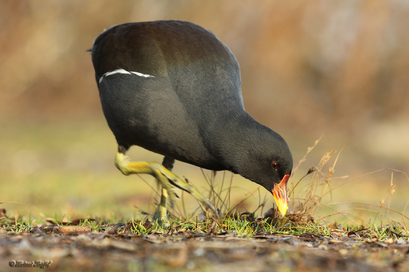 Teichhuhn