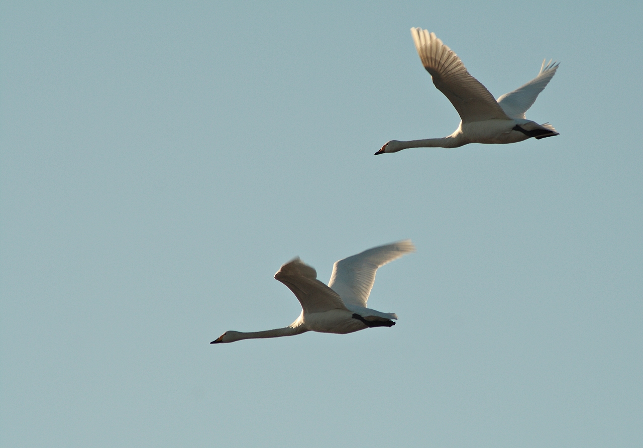 Singschwäne im Flug