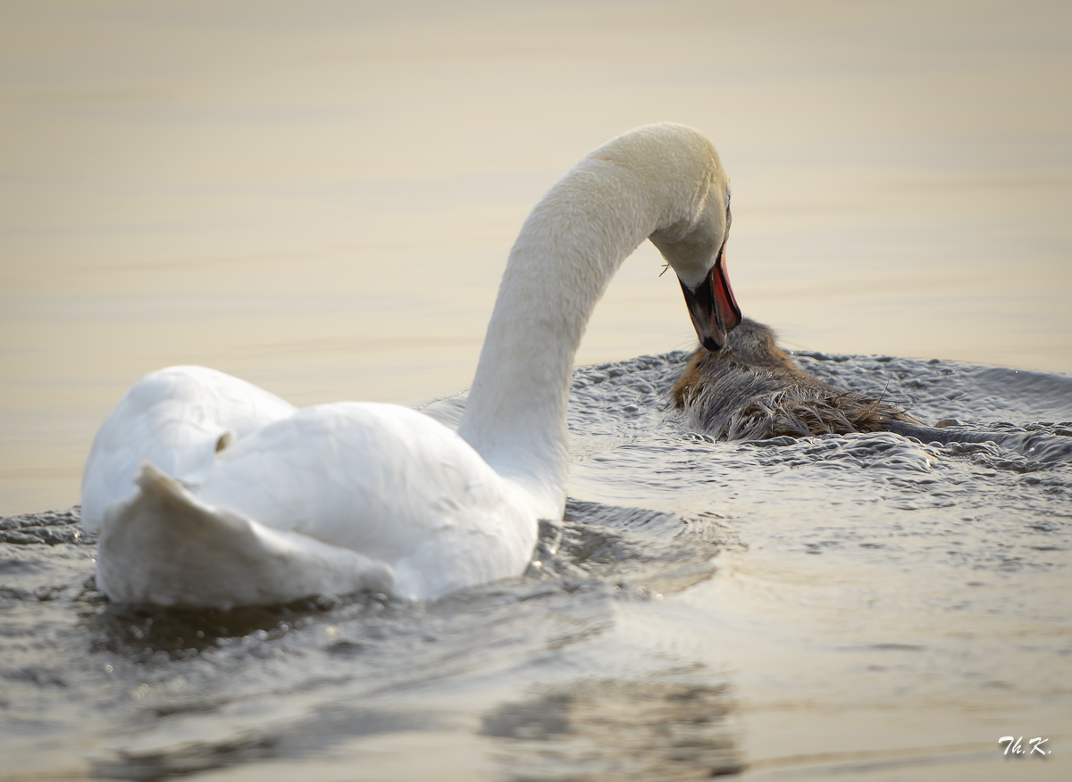 Schwan vs. Nutria