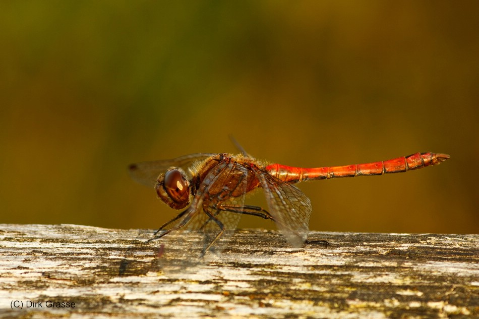 Gemeine Heidelibelle - Sympetrum vulgatum II