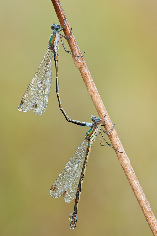 Kleines Binsenjungferpaar (Lestes virens)