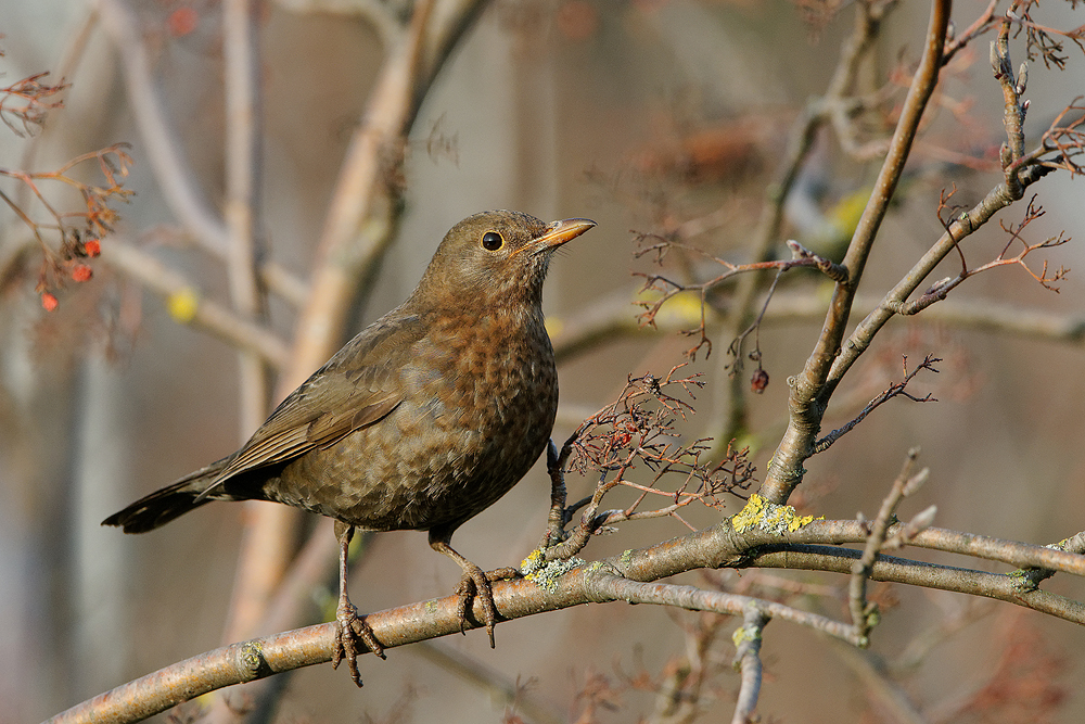 Amsel (Turdus merula)