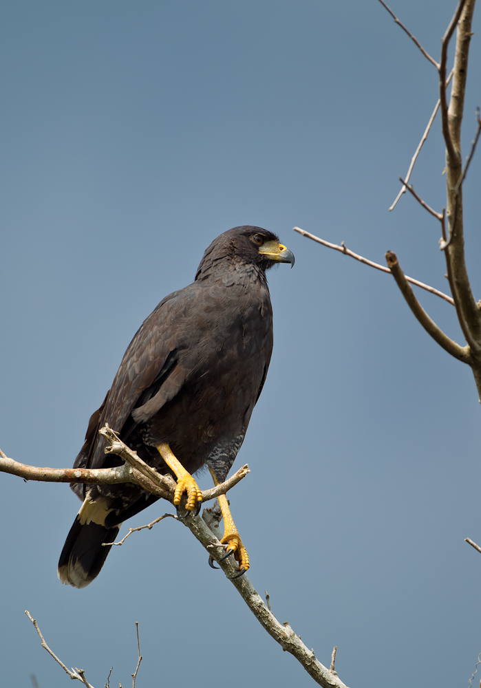 Scharzbussard