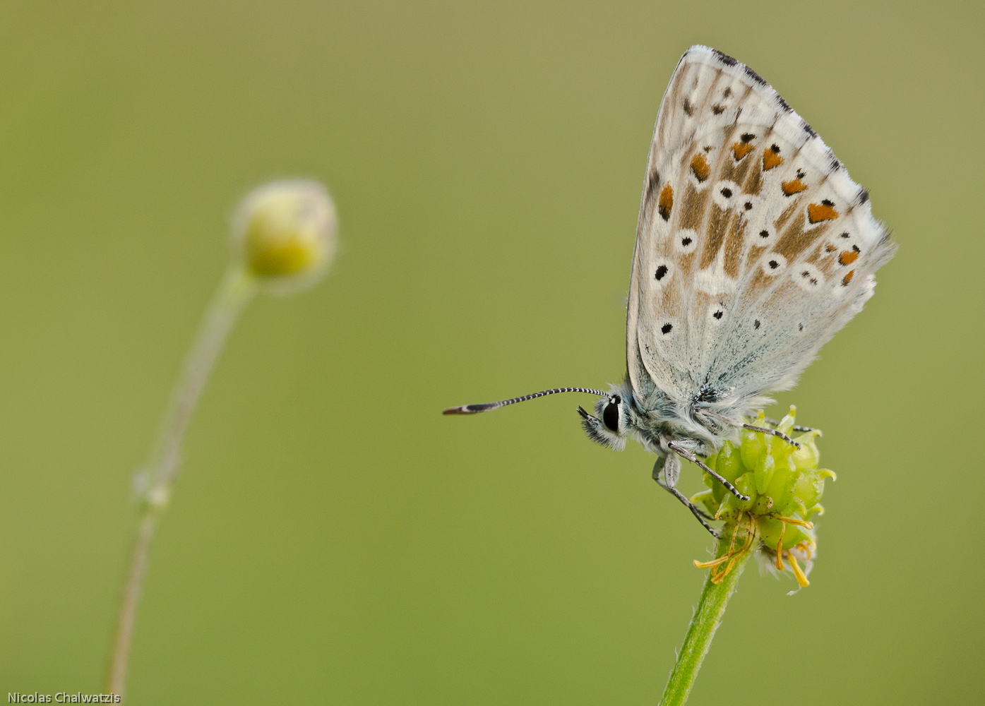 Abendlicher P. coridon