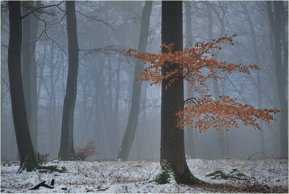 - Offenblendenwinterwaldversuch -