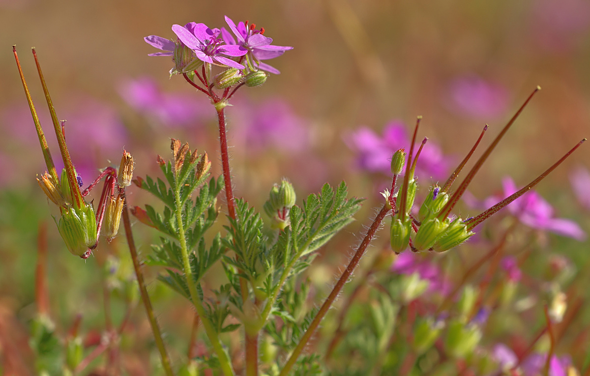 Prächtig pinkig - die kleinen Blüten eines polsterbildenden Storchschnabels...