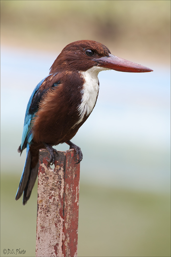 White Throated Kingfisher