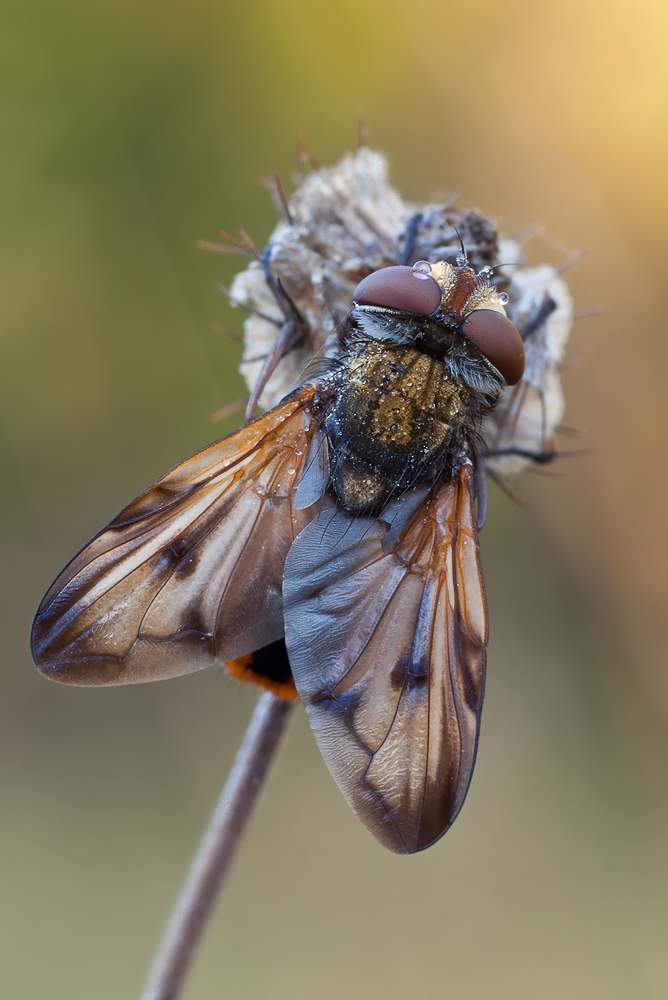 Raupenfliege,