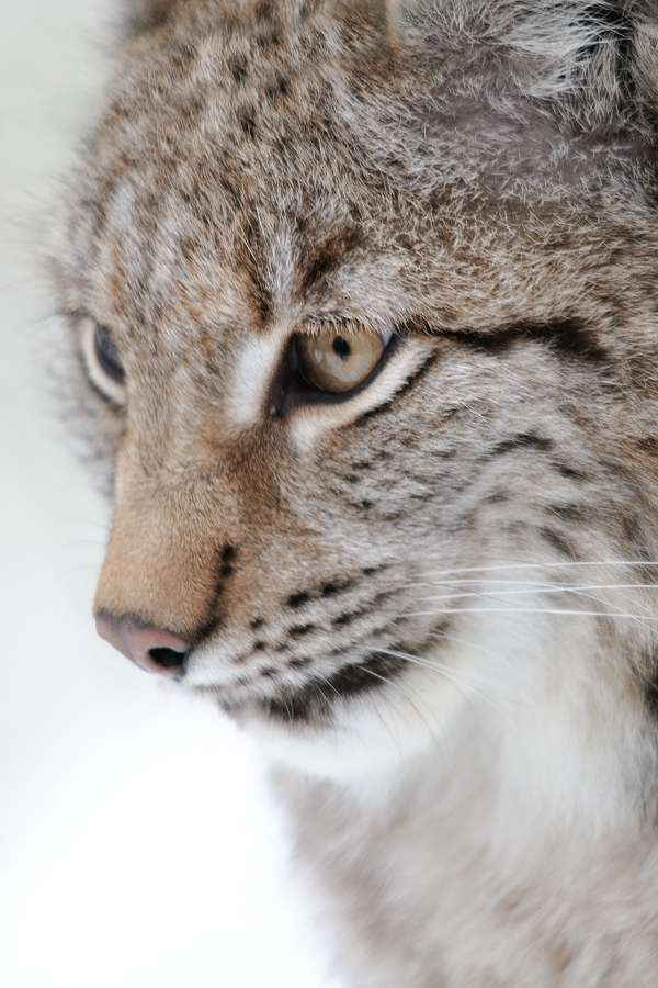 Eurasischer Luchs (Lynx lynx)