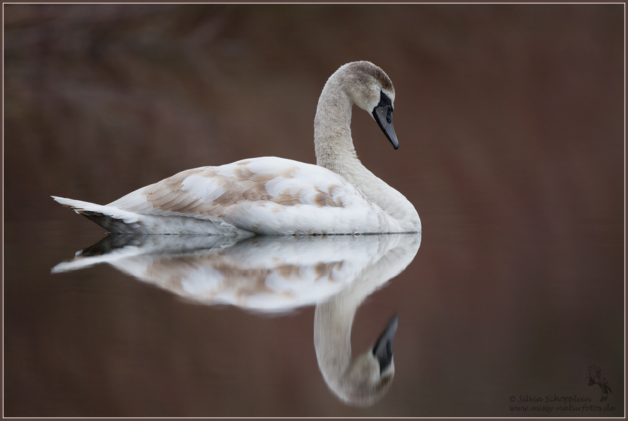 Trauer - Schwan