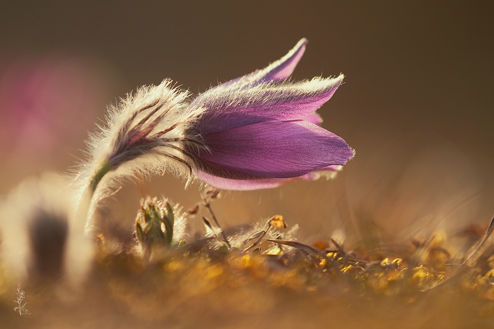 ~Pulsatilla~