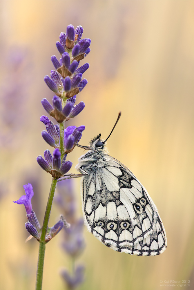 Schachbrettfalter (Melanargia galathea)