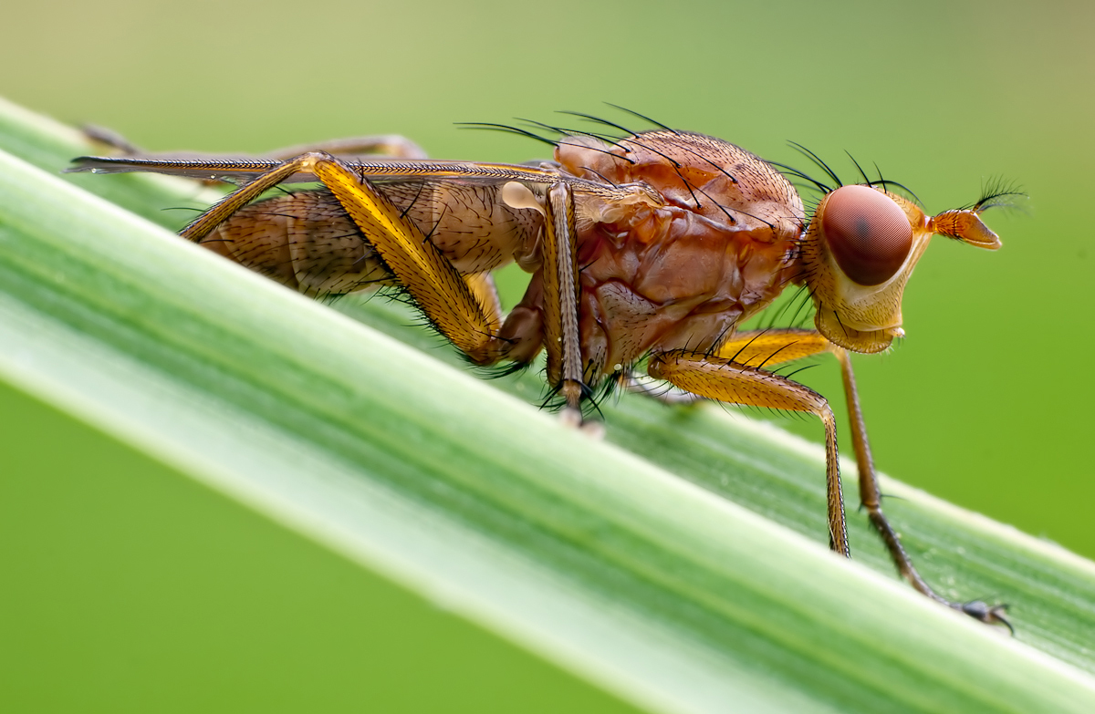 Hornfliege