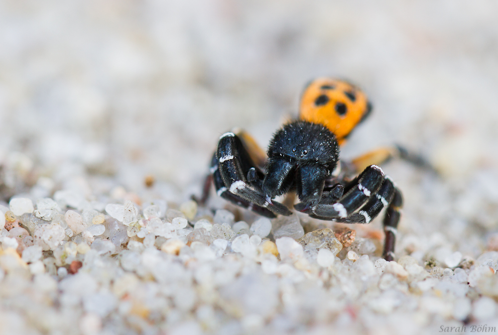 Der Blick der Röhrenspinne