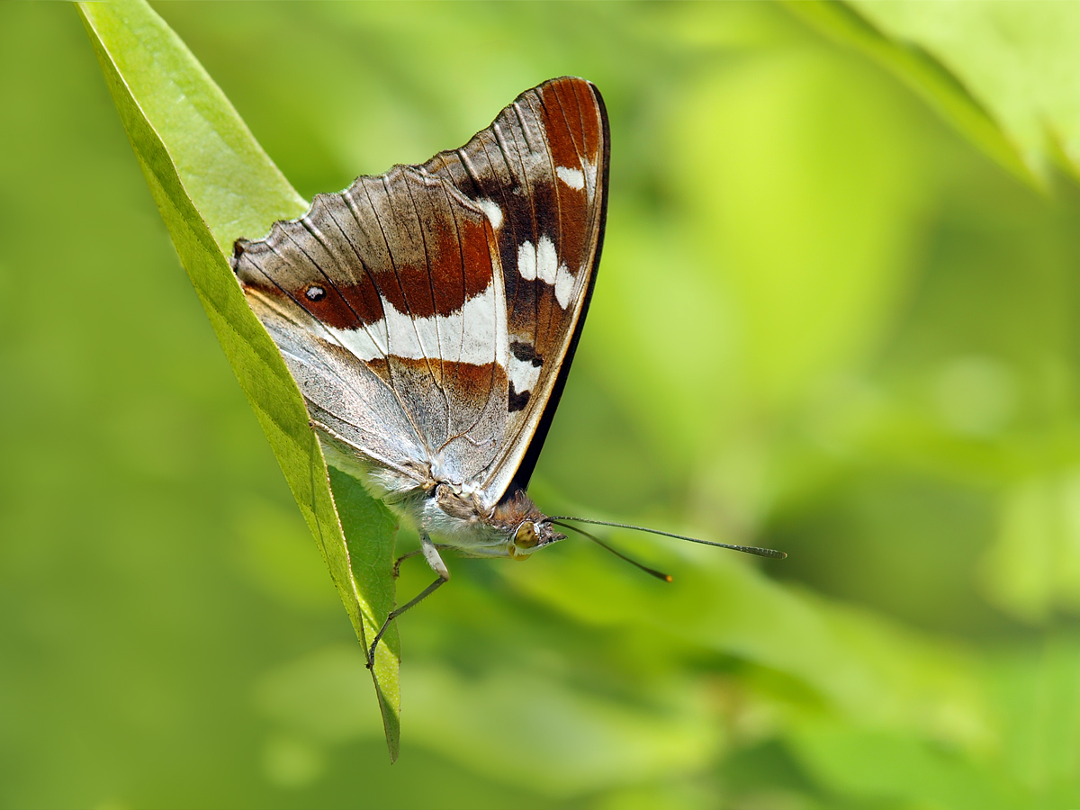 Großer Schillerfalter