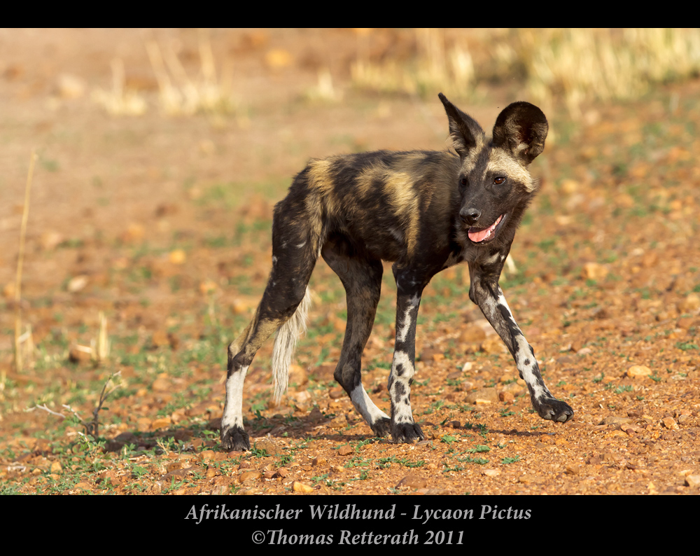 Afrikanischer Wildhund