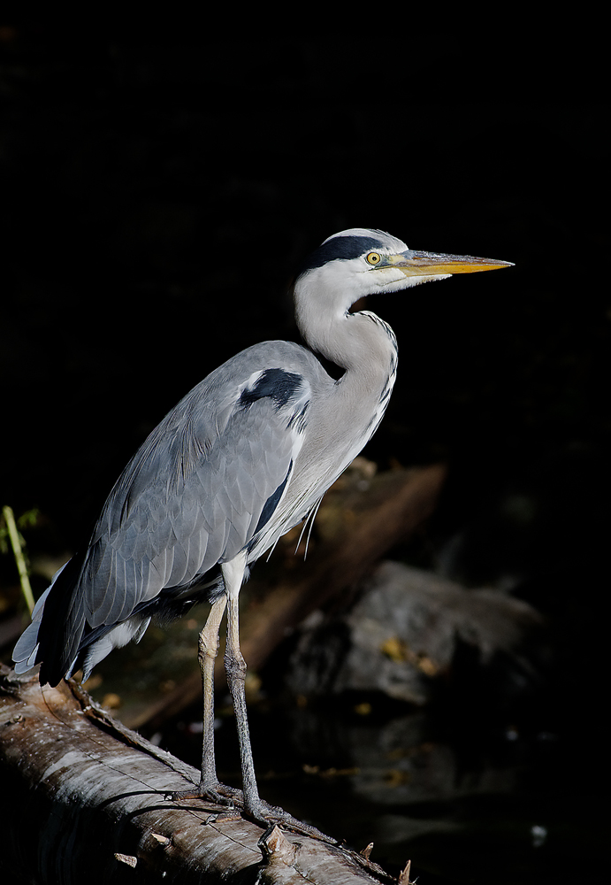 Graureiher (Ardea cinerea)