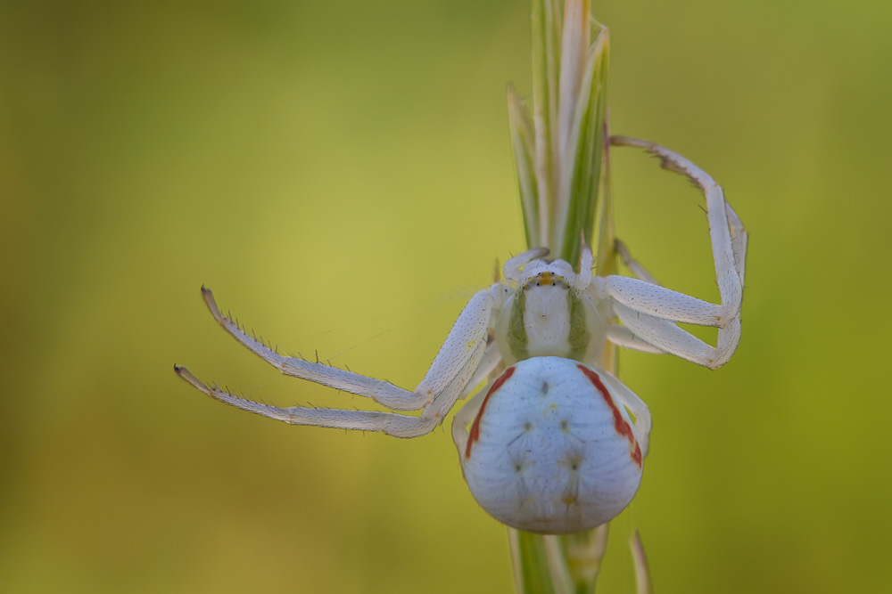 Krabbenspinne