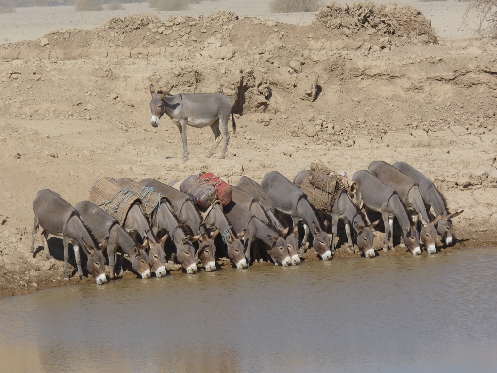 Eseltränke in der Danakil