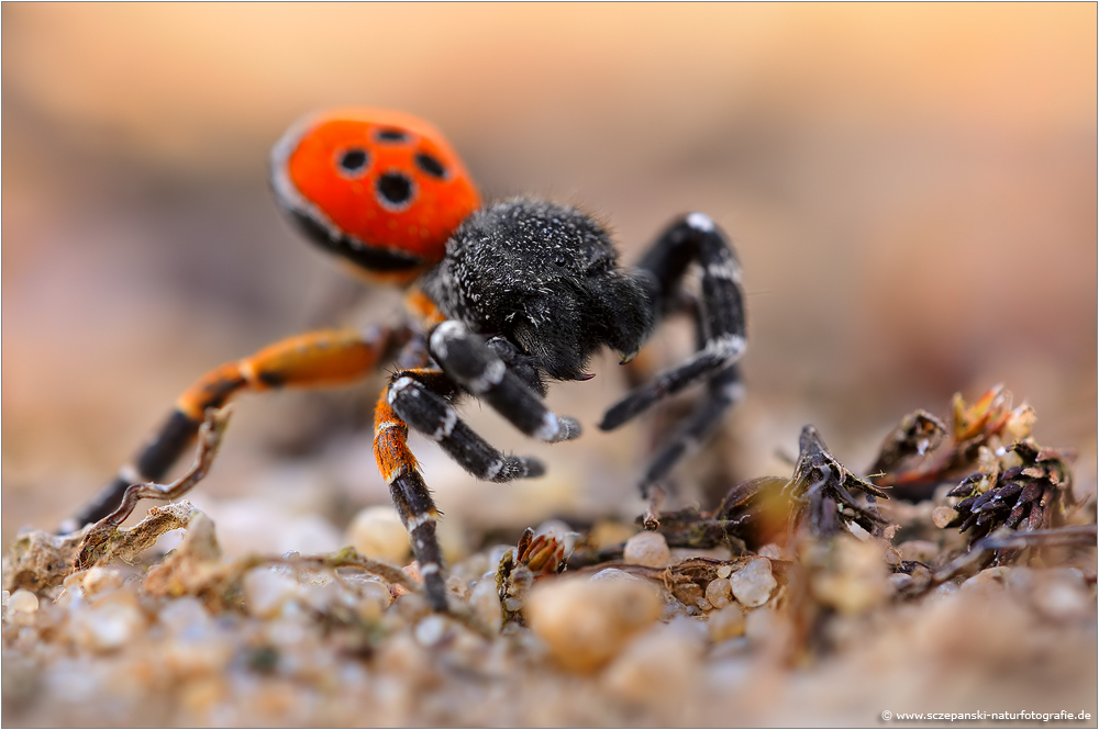 ~ Rote Röhrenspinne (Eresus kollari) ~