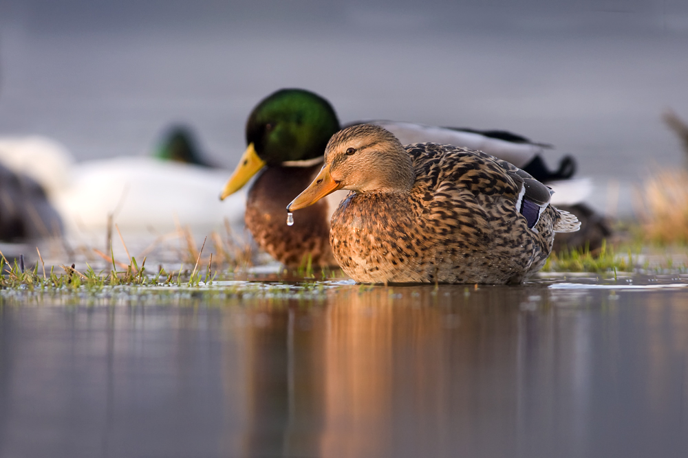 Stockente in Hochwasserzone