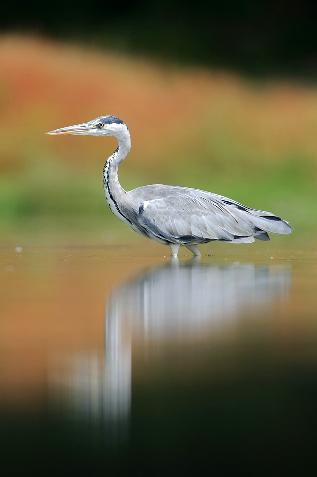 Graureiher (Ardea cinerea)