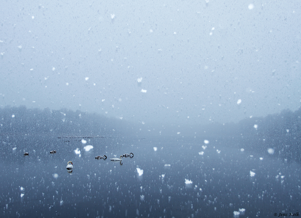Schwanensee II
