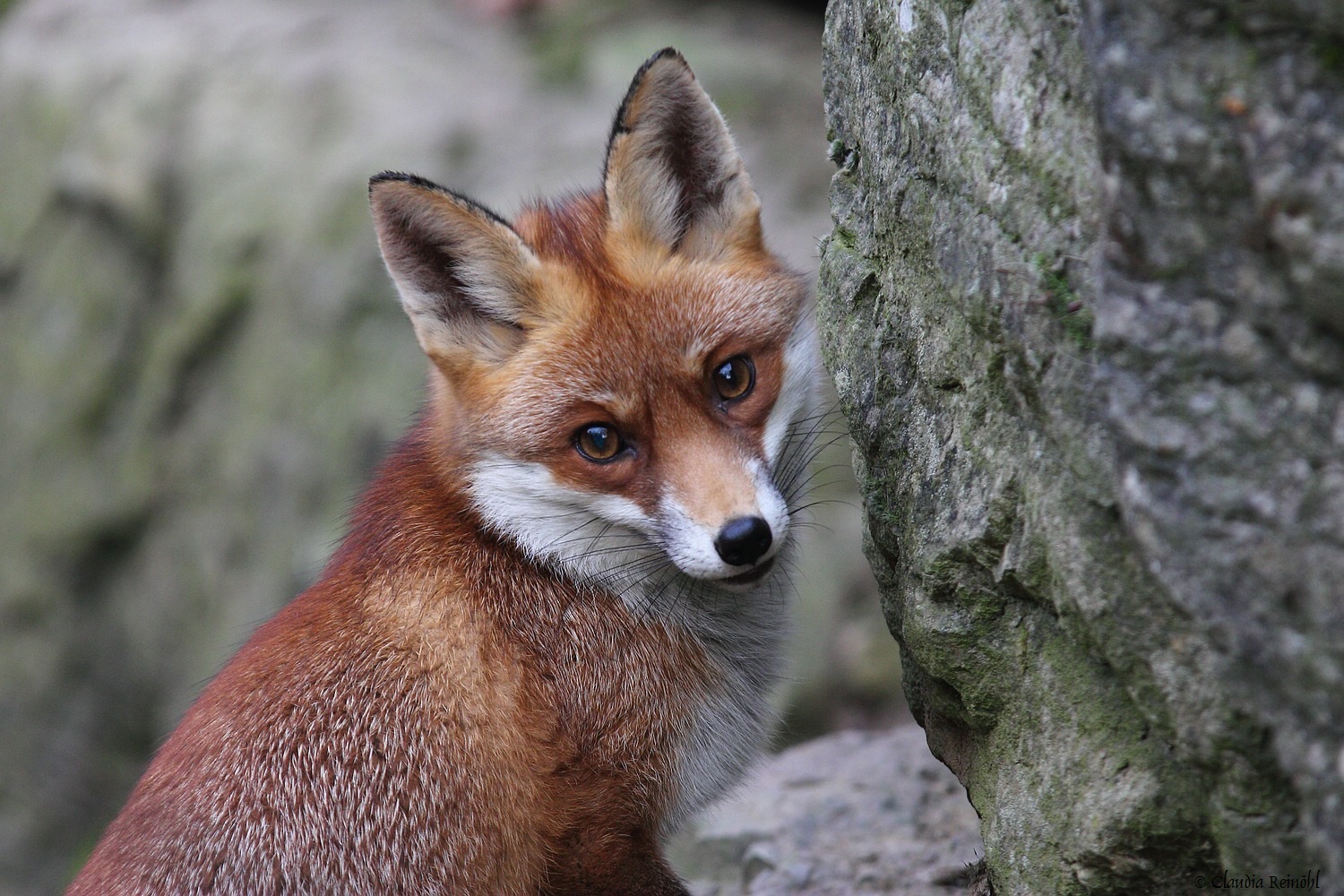 Rotfuchs (Forum für Naturfotografen)