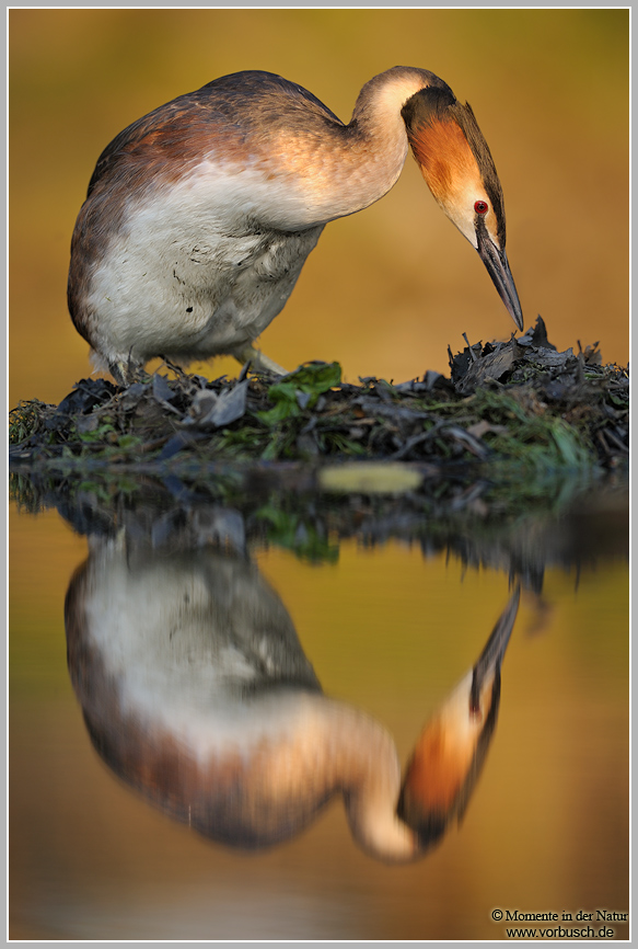 Haubentaucher (Podiceps cristatus)