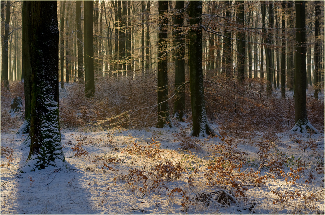 Original Eifelwinterbuchenwald