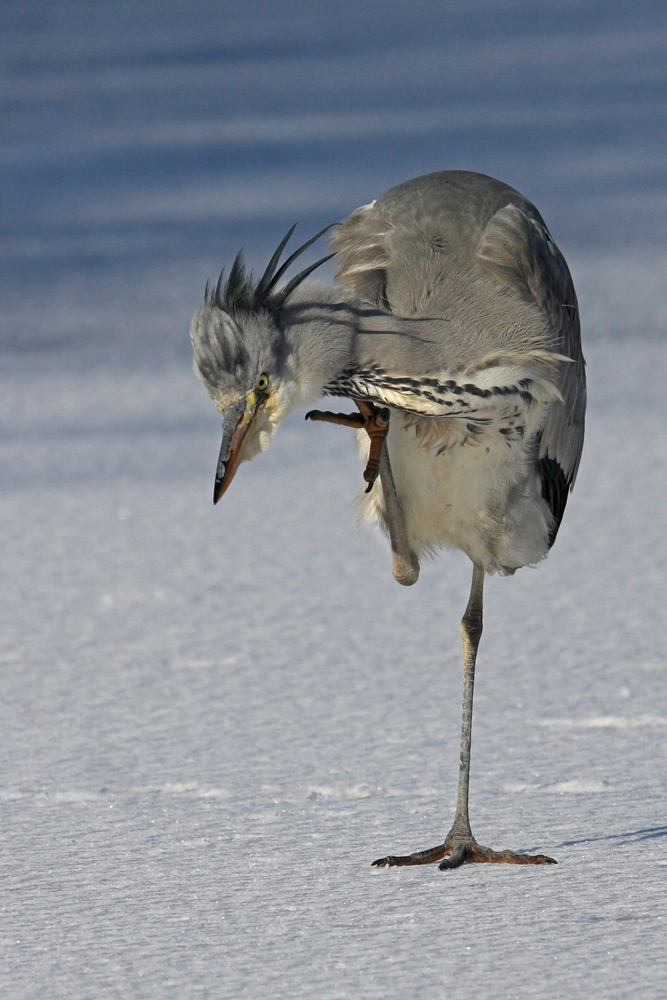 Komischer Vogel  II