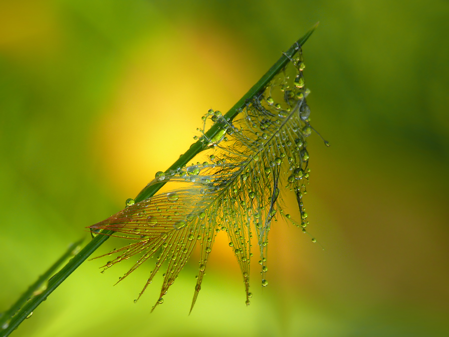 Feder im Perlenkleid  II.