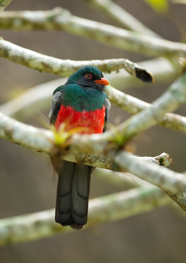 Schieferschwanztrogon