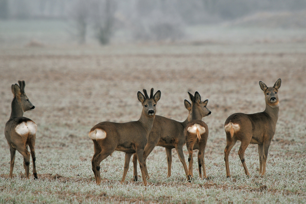 Winterrehe