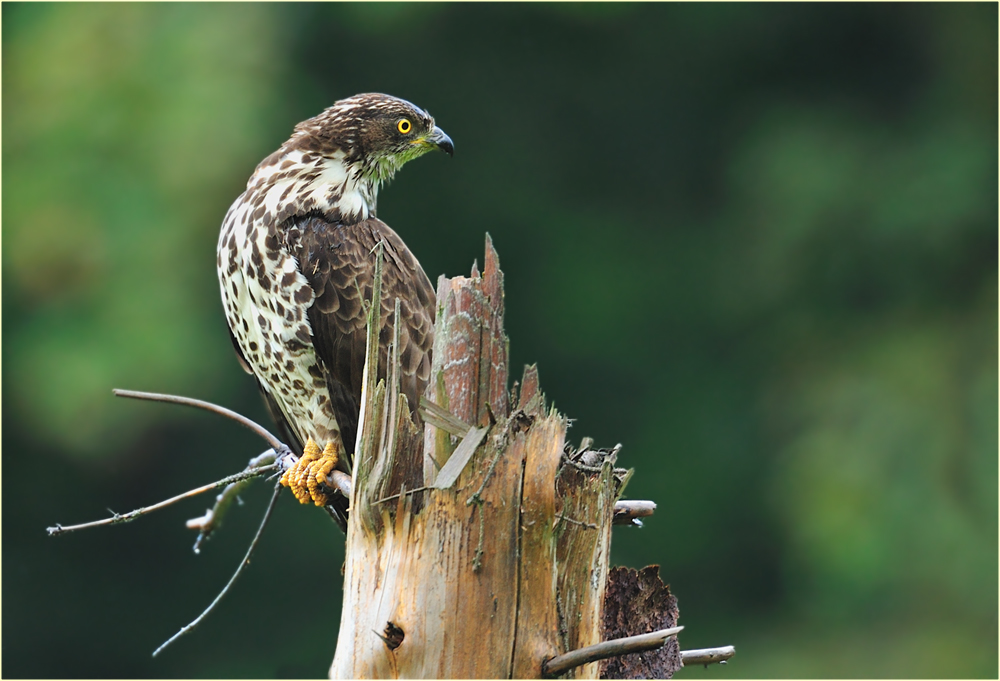 Wespenbussard