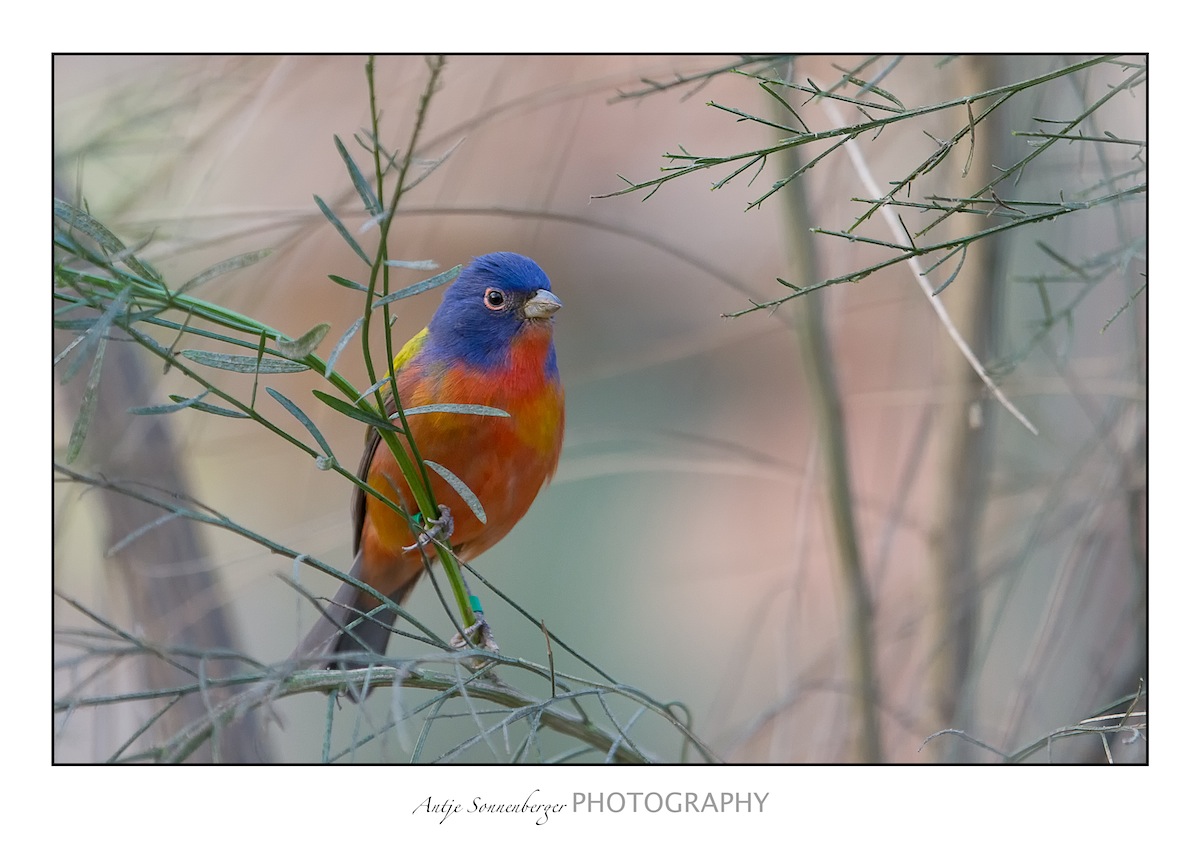 Bunt wie ein Vogel