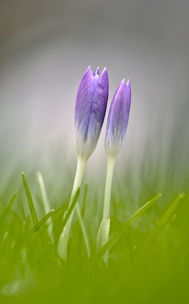 Ein Hauch von Frühling