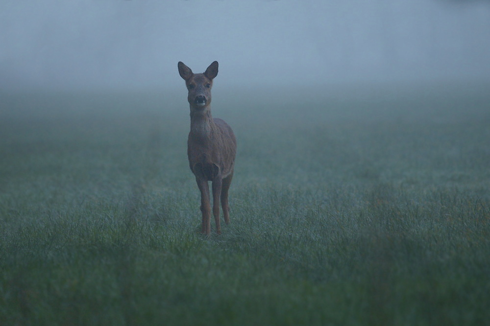Am frühen Morgen