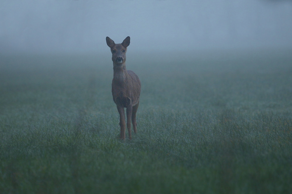 Am frühen Morgen