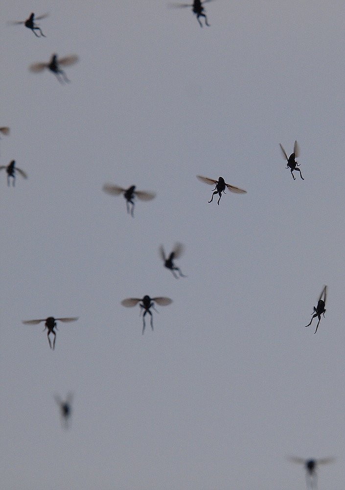 In der Schweiz neue Flugobjekte am Himmel gesichtet(Fliegende Frösche)