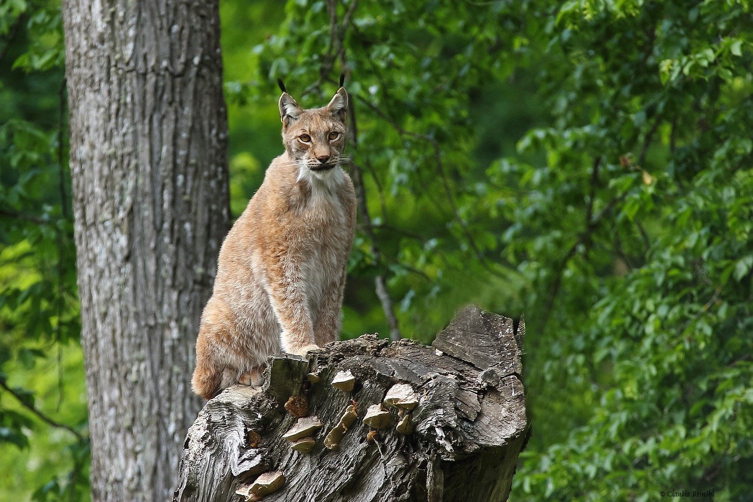 Luchs