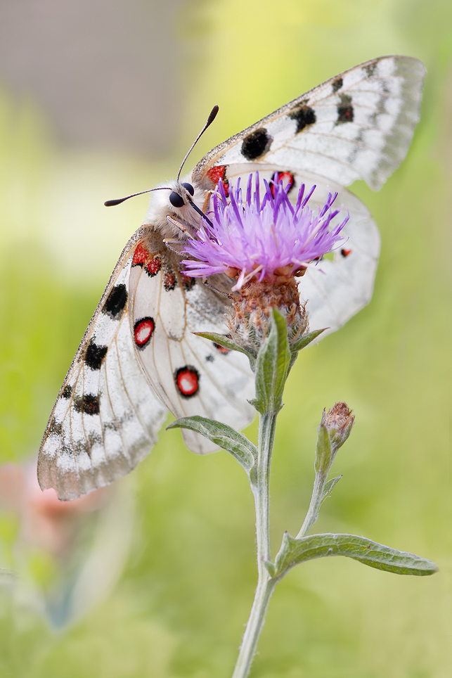 ein bißchen Sommer