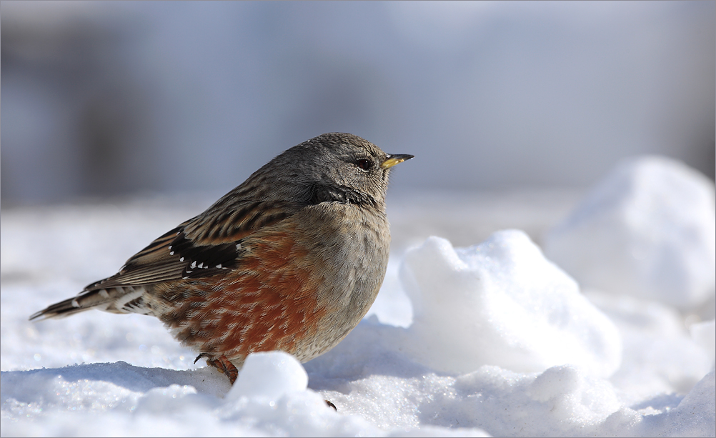 Alpenbraunelle (Prunella collaris)