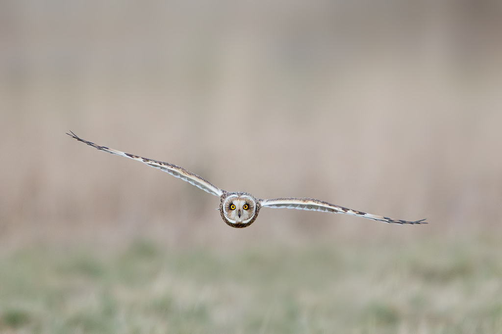 Short -eared Owl