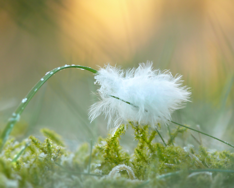 ___gefangen im Frost___