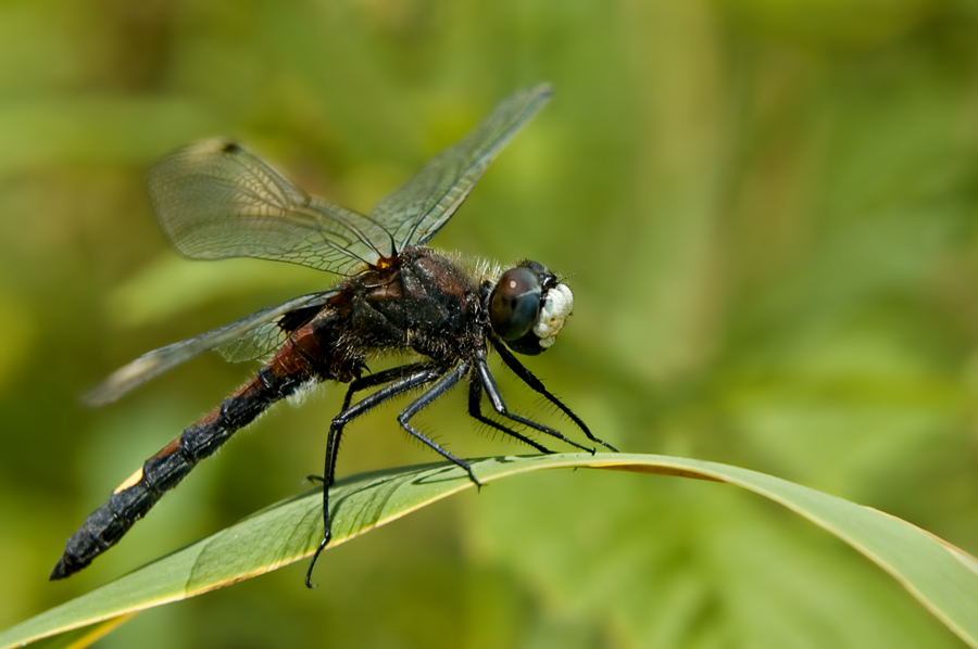 Leucorrhinia pectoralis - male